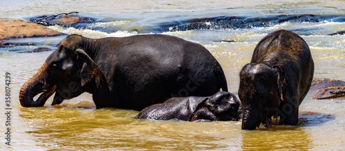 Photography Asian elephants in Pinnawala Orphanage,  Wilpattu National Park, Sri Lanka