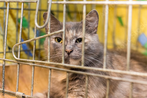 Sad cat in the cage of the shelter.