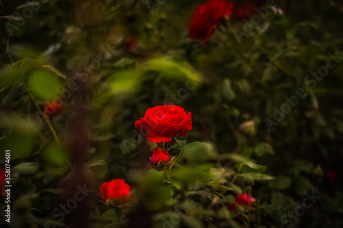 red rose in the garden