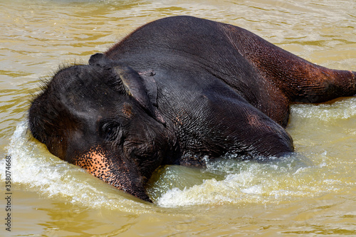 Asian elephant lays in the water in Pinnawala Orphanage,  Wilpattu National Park, Sri Lanka © Anton Ivanov Photo