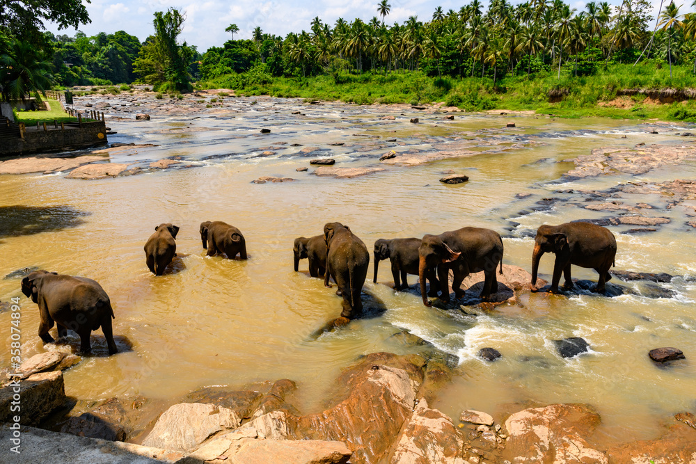 Flock of the Asian elephants in wilderness, Sri Lanka Flock of the Asian elephants in wilderness, Sri Lanka