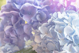 3色の紫陽花/アジサイのグラデーション背景画像