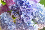 満開のアジサイ/紫陽花のグラデーション背景画像