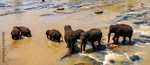 Photography Flock of the Asian elephants in wilderness, Sri Lanka