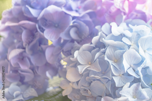 3色の紫陽花/アジサイのグラデーション背景画像 © monstrose