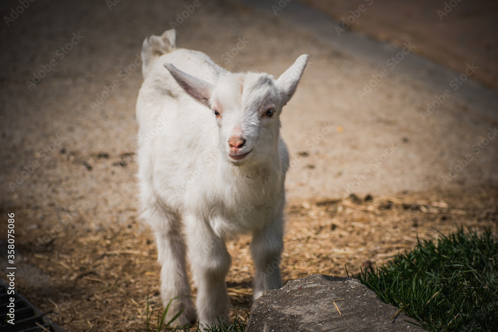 Portrait of a baby milk goat at local farm. Portrait of a baby milk goat at local farm.