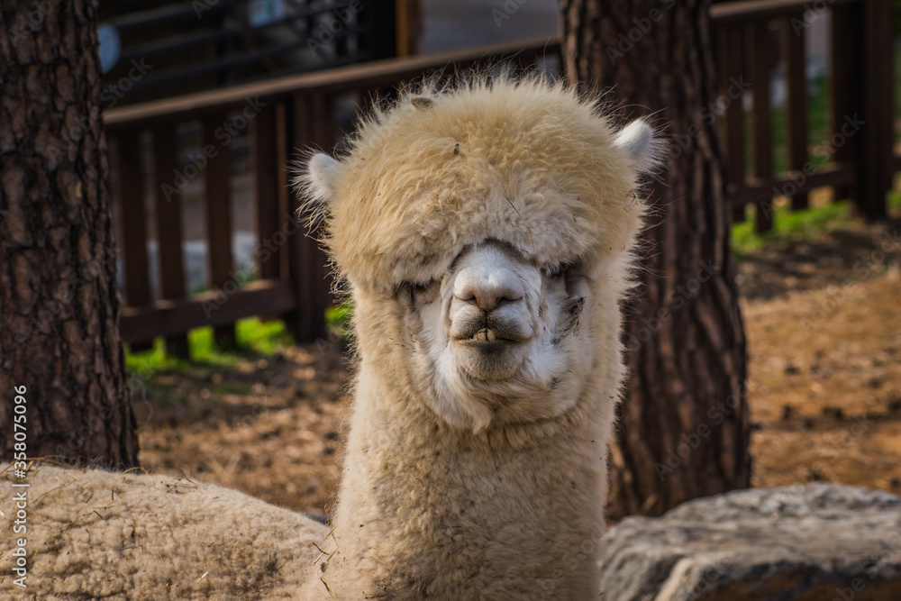 Obraz premium Alpaca closeup. Alpaca smiles for the camera.