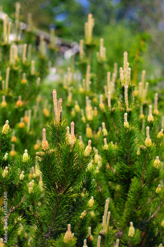 flowering pine cones in the forest on a warm spring day  close-up