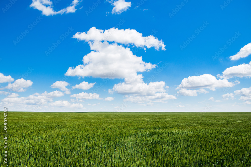 Peaceful landscape of a field of ripening wheat against a clear blue sky. Peaceful landscape of a field of ripening wheat against a clear blue sky.