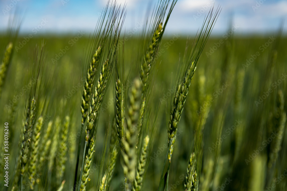 Closeup photo of ripening ears of wheat over background of blue cloudy sky Closeup photo of ripening ears of wheat over background of blue cloudy sky