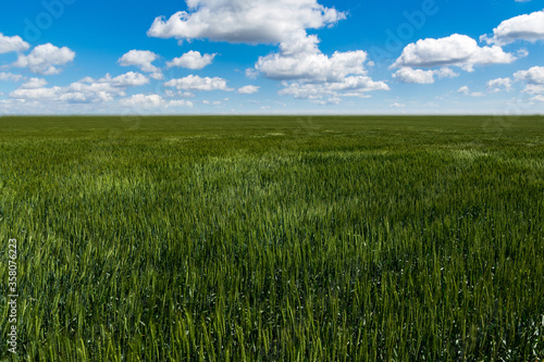 Peaceful landscape of a field of ripening wheat against a clear blue sky.