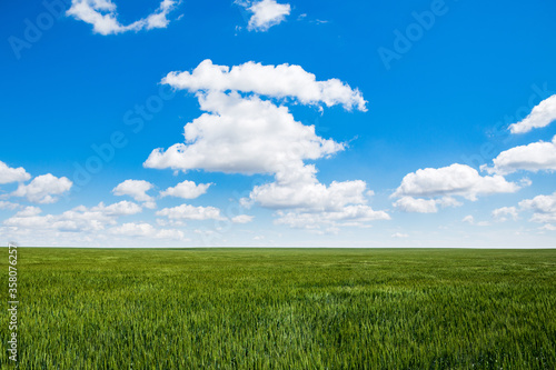 Peaceful landscape of a field of ripening wheat against a clear blue sky.