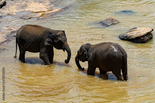 Asian elephant in wilderness  Sri Lanka