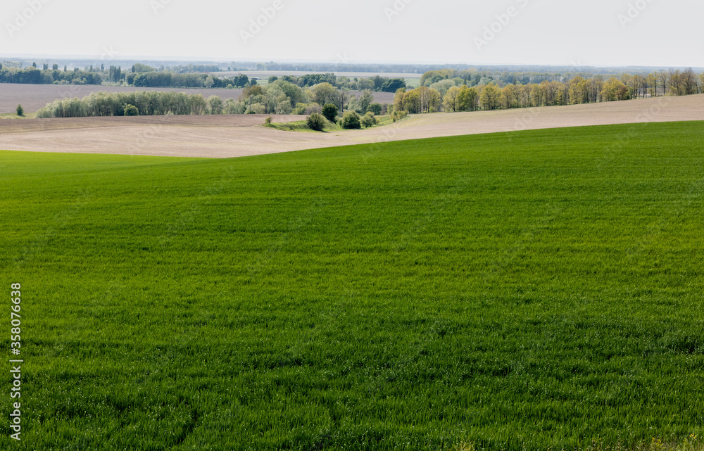 green trees and bushes near grassy field green trees and bushes near grassy field