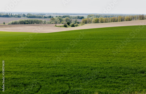 green trees and bushes near grassy field