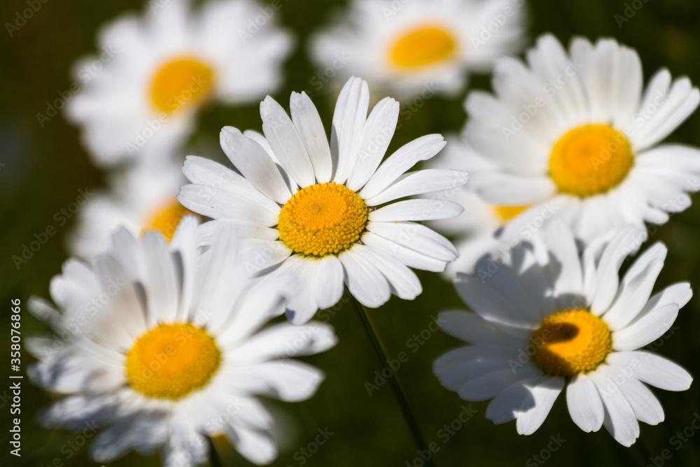 Daisy time. Daisies in the meadow and close-up Daisy time. Daisies in the meadow and close-up