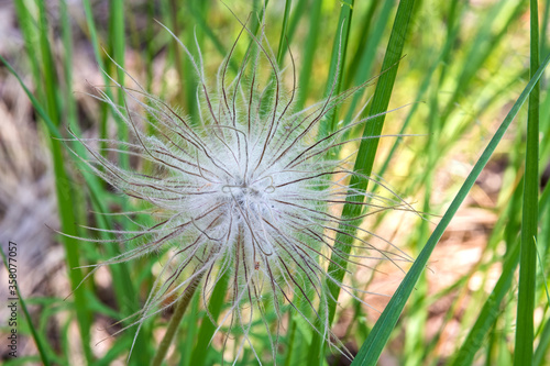 Pulsatilla vulgaris  seed head. Close-up.