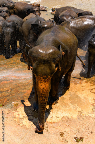 Flock of the Asian elephants in wilderness, Sri Lanka photo