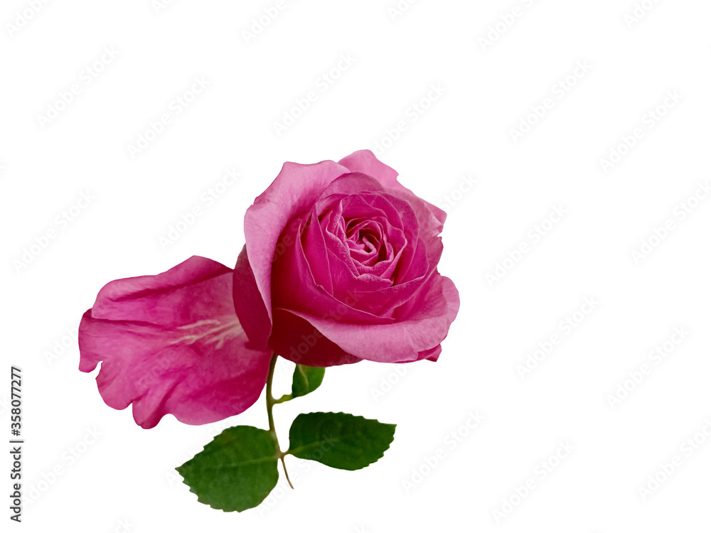 Obraz premium Wonderful pink rose on a white background