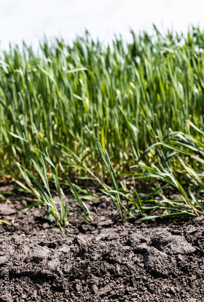 Fototapeta premium selective focus of fresh grass near ground