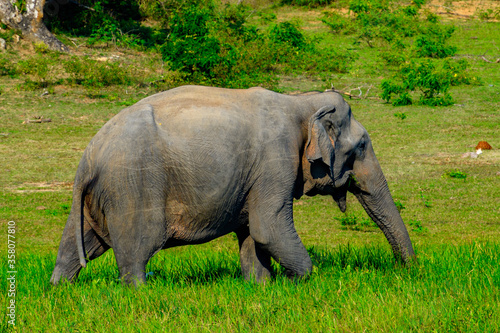 Photography Asian elephant in the green nature, Sri Lanka