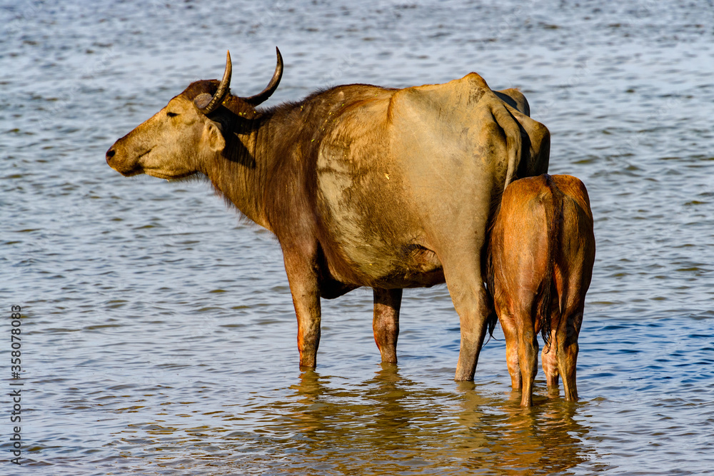 Buffalo and a baby cub in the water in Sri Lanka Buffalo and a baby cub in the water in Sri Lanka