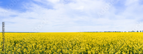 panoramic concept of yellow and blooming wildflowers against sky with clouds