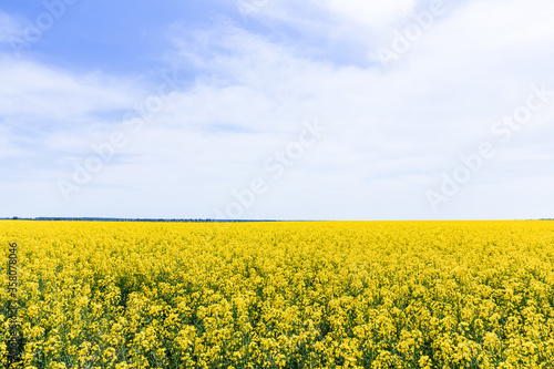 yellow and blooming wildflowers against sky with clouds in summertime