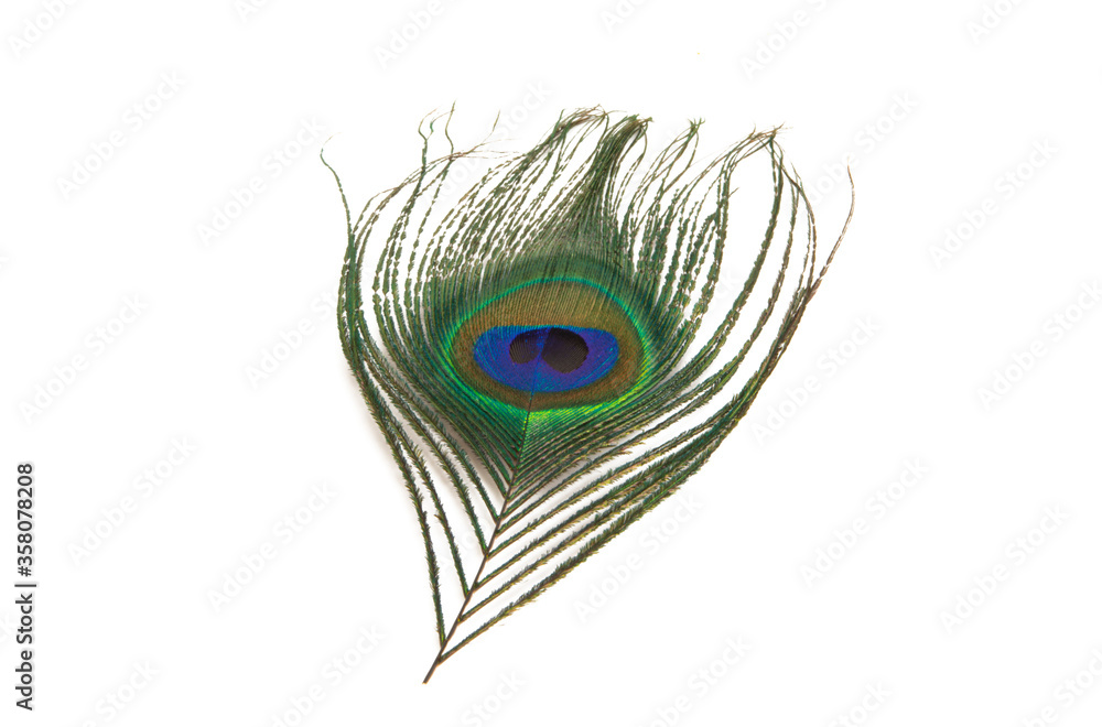 Obraz premium peacock feather with eye