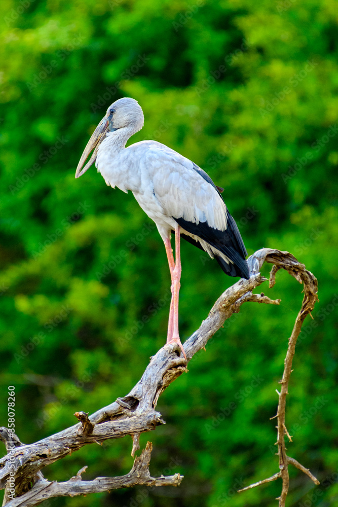 Fototapeta premium Heron in Sri Lanka
