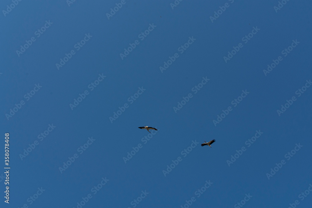 A picture of two flying white storks (Ciconia ciconia).