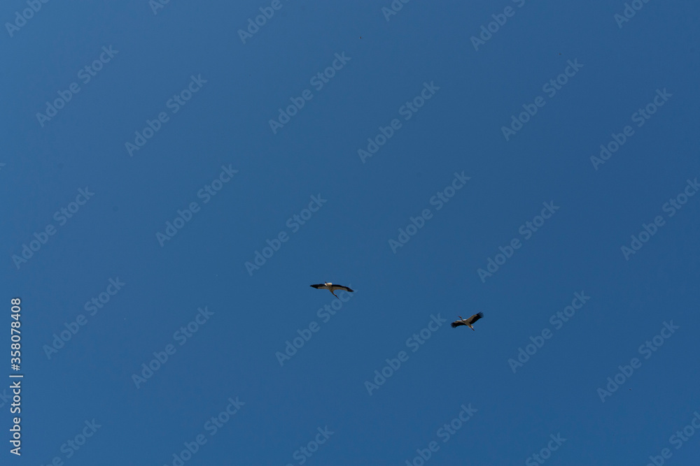 A picture of two flying white storks (Ciconia ciconia). A picture of two flying white storks (Ciconia ciconia).