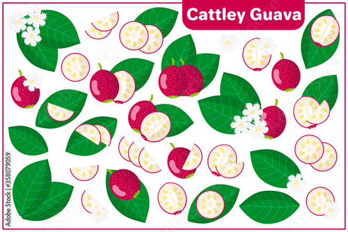 Set of vector cartoon illustrations with Cattley guava exotic fruits  flowers and leaves isolated on white background