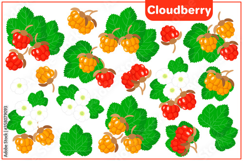 Set of vector cartoon illustrations with Cloudberry exotic fruits isolated on white background