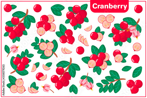 Set of vector cartoon illustrations with Cranberry exotic fruits, flowers and leaves isolated on white background