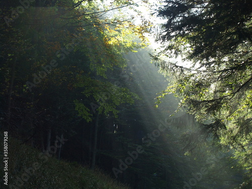 forest © Jarosław