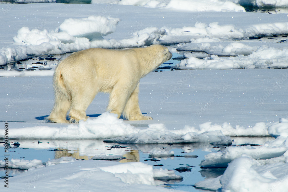 Polar bear in Arctic Polar bear in Arctic