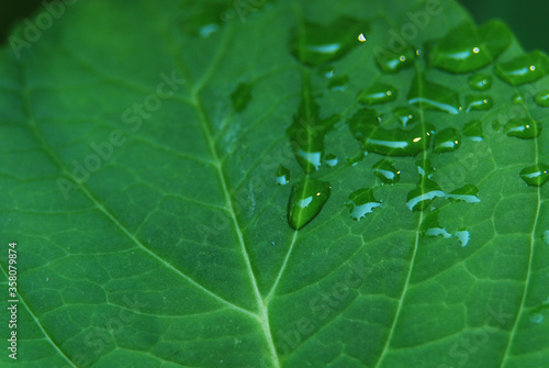 Droplets on a leaf after the rain