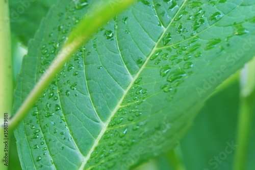 Droplets on a leaf after the rain