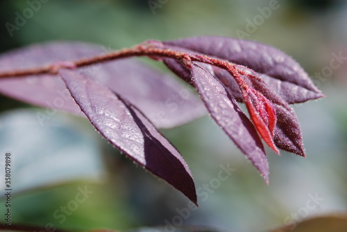 Burgundy leaves in the sun