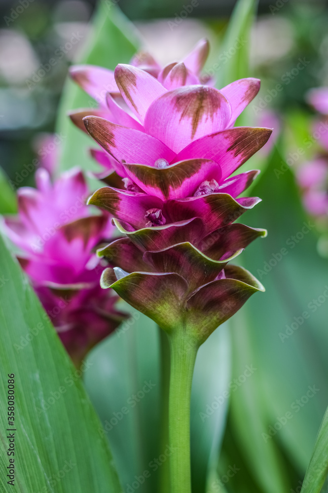 Close up of a curcuma flower - ( Curcuma alismatifolia ) also known as Siam tulip or summer tulip. Close up of a curcuma flower - ( Curcuma alismatifolia ) also known as Siam tulip or summer tulip.