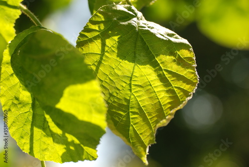 A leaf in the sun