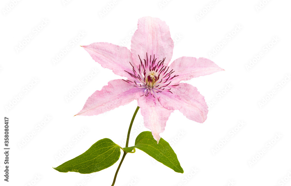 Obraz premium clematis flower isolated