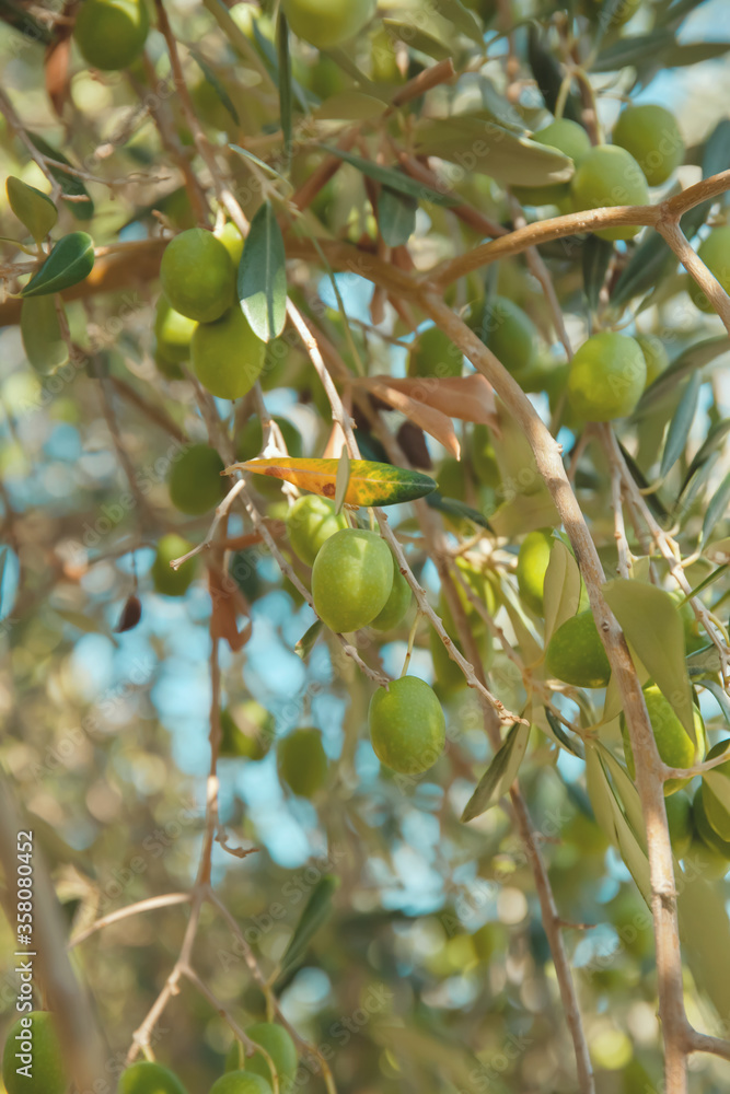 Olives on a tree in the olive garden Olives on a tree in the olive garden