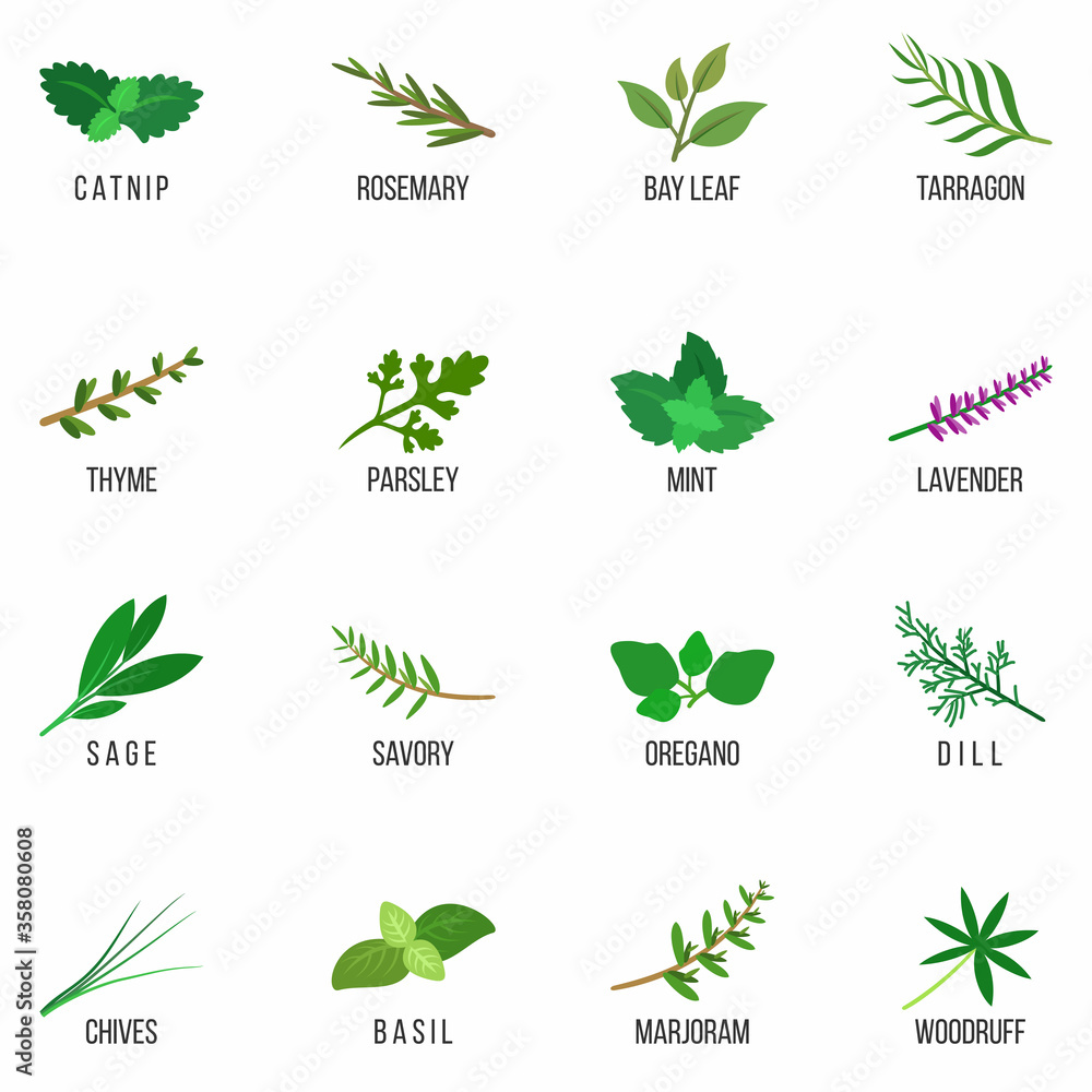 Culinary herbs icons set. Rosemary, Lavender, Sage, Dill, Basil, Bay, Thyme, Oregano, Mint, Parsley. Isolated. Vector illustration.