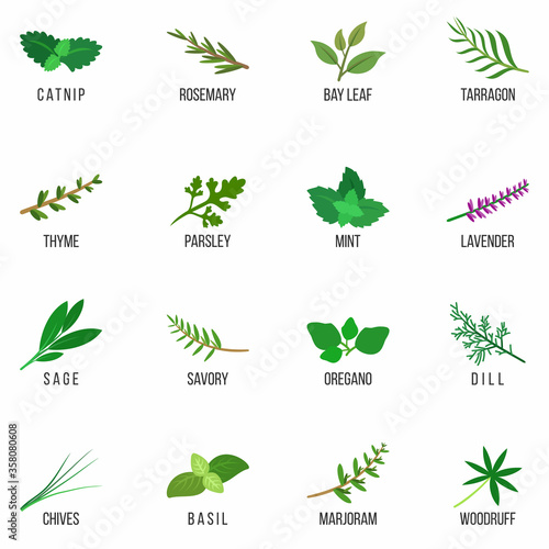 Culinary herbs icons set. Rosemary, Lavender, Sage, Dill, Basil, Bay, Thyme, Oregano, Mint, Parsley. Isolated. Vector illustration.