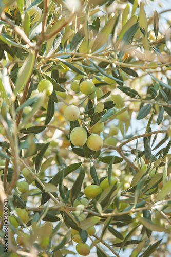 Olives on a tree in the olive garden