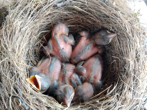 Nest mit Amselbabys