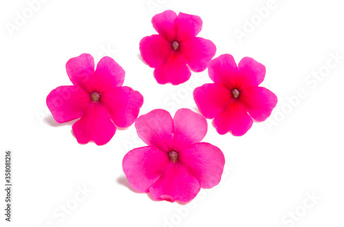 Fototapeta Naklejka Na Ścianę i Meble -  pink verbena flower isolated