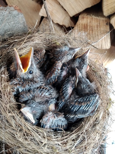 Vögel im Nest